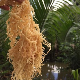 irish sea moss