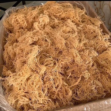 sea moss Canada