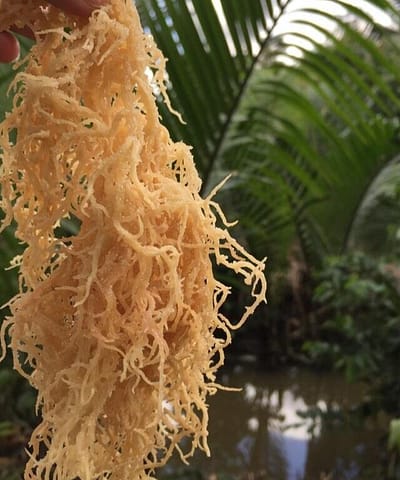 Raw Irish Sea Moss |100% Raw Organic Sea Moss